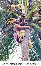 Oahu, Hawaii - 4/2/2019 - Samoan Man Climbing A Coconut Tree At The Polynesian Cultural Center