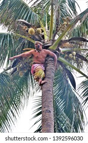 Oahu, Hawaii - 4/2/2019 - Samoan Man Climbing A Coconut Tree At The Polynesian Cultural Center