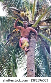 Oahu, Hawaii - 4/2/2019 - Samoan Man Climbing A Coconut Tree At The Polynesian Cultural Center