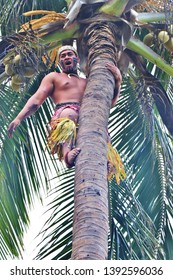 Oahu, Hawaii - 4/2/2019 - Samoan Man Climbing A Coconut Tree At The Polynesian Cultural Center