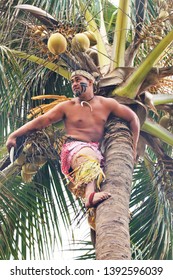 Oahu, Hawaii - 4/2/2019 - Samoan Man Climbing A Coconut Tree At The Polynesian Cultural Center