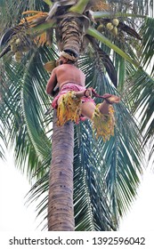 Oahu, Hawaii - 4/2/2019 - Samoan Man Climbing A Coconut Tree At The Polynesian Cultural Center