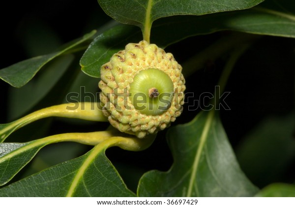 Oak Acorn Fruit Oak Tree Quercus Stock Photo Edit Now 36697429