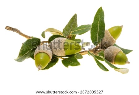 oak acorn isolated on white background