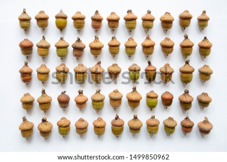 Oak acorns in lines down view. Nature colors of oak seeds. Isolated oak acorns on white background.