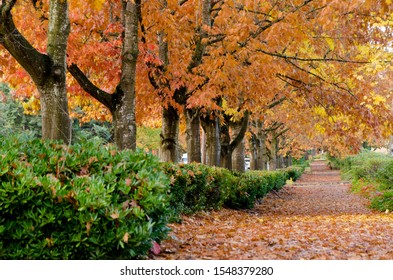 Oak Alley In Fall Season In Redmond Suburb, Washington