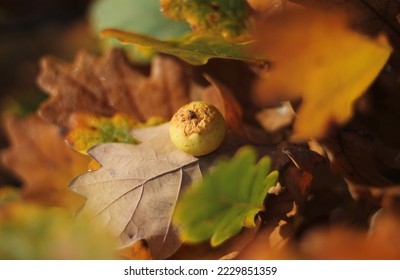 An oak apple on a dry brown leaf between autumn colorful foliage. One yellow oak apple on a leaf with visible veins. Autumn image of large, round, vaguely apple-like oak gall from gall wasp larva. - Shutterstock ID 2229851359