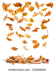 Oak Autumn Leaves Falling To The Ground, White Background.