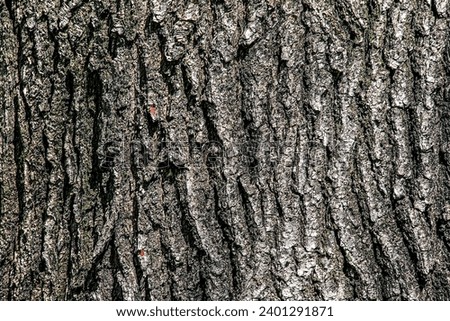 Oak bark close-up. The texture of the trunk of the Quercus petraea oak or Georgian oak. Background from living wood. Skin of the forest nature.