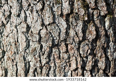 Oak bark texture. Tree bark background. Forest trunk pattern.