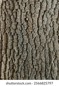 Oak bark, oak, tree structure, oak tree bark 