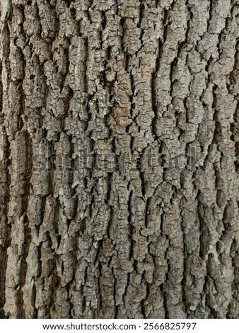 Oak bark, oak, tree structure, oak tree bark 