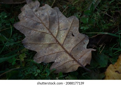 Oak and birch tree leaves with drops of dew lays y on the ground in autumn forest. Natural fall background. Fallen oak leaves with dew. Autumn oak leaves.water drops on fall leaves close up.