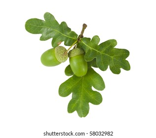 Oak Branch with Acorns isolated on white