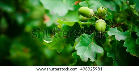 Oak branch with green leaves and acorns on a sunny day. Oak tree in summer. Blurred leaf background. Closeup.