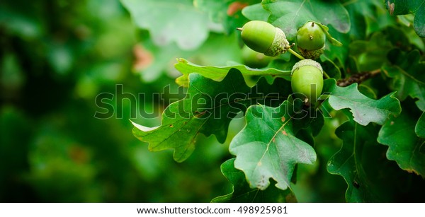 Oak branch with\
green leaves and acorns on a sunny day. Oak tree in summer. Blurred\
leaf background. Closeup.