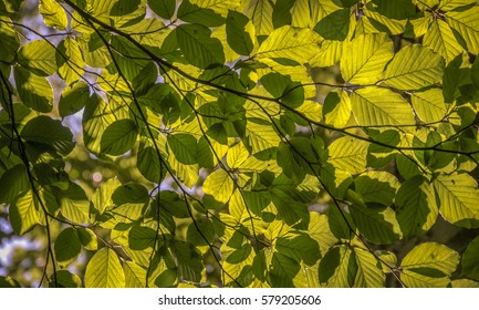 Oak Branch, illuminated by the sun with a bright green foliage