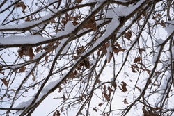 Oak Branches With Brown Leaves In Winter Are Snowy With Snow