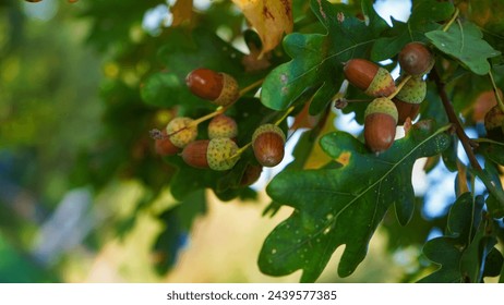 Oak branches with leaves and fruits of acorns. An oak is a hardwood tree or shrub in the genus Quercus of the beech family. Spirally arranged leaves. The acorn, or oaknut.  