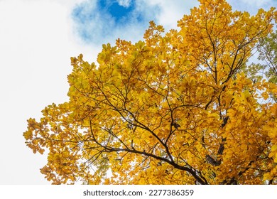 Oak branches with yellow leaves in autumn against a blue sky. Bright yellow and orange autumn leaves of oak tree. - Powered by Shutterstock
