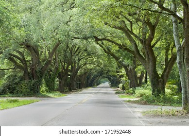 Oak Canopied South Boundary Street In Aiken, South Carolina.