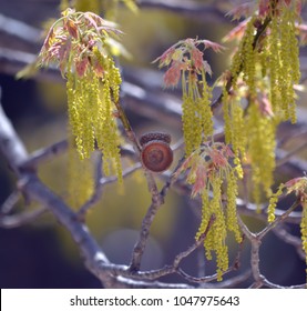 oak catkin