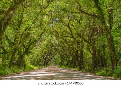 Oak Covered Road At Botany Bay On Edisto Island South Carolina