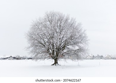 oak covered in snow in a winter landscape