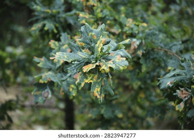 An oak with discoloured leafs