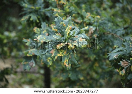 An oak with discoloured leafs