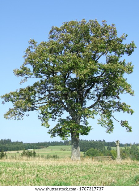 oak Durmast Oak tree\
german oak acorn