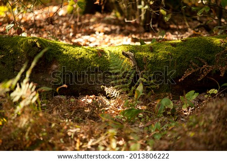 Oak Forest - Nature Reserve Near Brzoza in Poland Zdjęcia stock © 