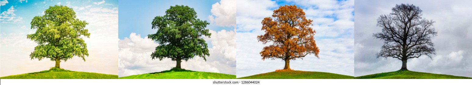 Oak in four Seasons