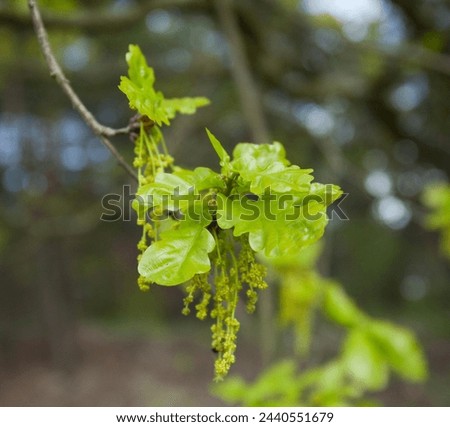 Oak fresh leaf and blossom in spring, close-up
