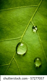 Oak Green Leaf And Water Drop On It, Shallow Dof.