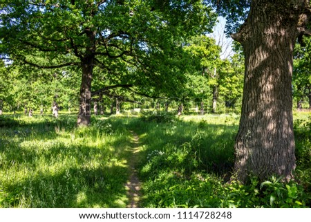 Similar – Image, Stock Photo Path in an oak grove path