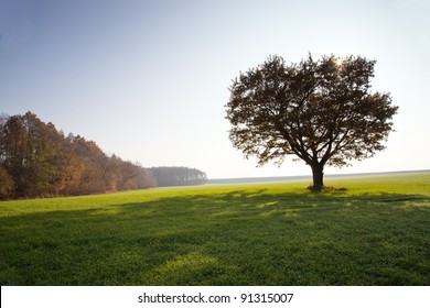 The Oak Growing In An Agricultural Field (on A Back Background The Sun, A Shade From A Tree)