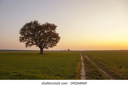 29,235 Oak tree sunrise Images, Stock Photos & Vectors | Shutterstock