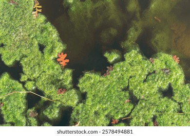 Oak leaf in algae in a pond 