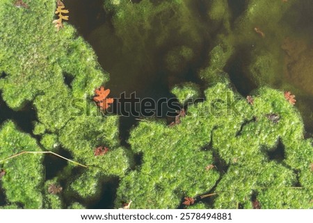 Oak leaf in algae in a pond 