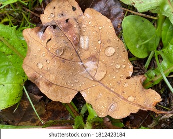 Oak Leaf With Drop Of Wather