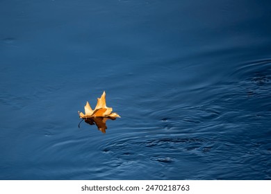 Oak leaf floating down a river in autumn with copy space, horizontal