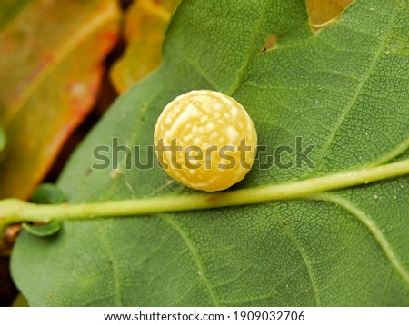 Oak leaf gall found growing on the underside of an oak leaf. Produced by the gall wasp to enclose the developing larvae.