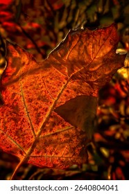 An oak leaf hydrangea (Hydrangea quercifolia) is backlit to show its autumn colors, Oct. 29, 2008, in Northport, Alabama.