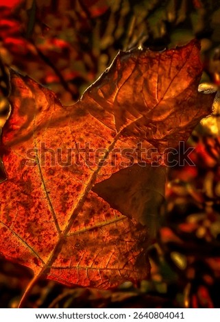 An oak leaf hydrangea (Hydrangea quercifolia) is backlit to show its autumn colors, Oct. 29, 2008, in Northport, Alabama.