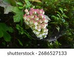 oak leaf hydrangea, hydrangea quercifolia, oakleaf hydrangea, copy space, quercifolia, petals, petal, blooming, closeup, beauty, plant, flora, beautiful, bloom, garden, floral, blossom, green, nature,