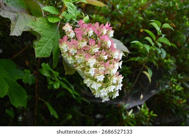 oak leaf hydrangea, hydrangea quercifolia, oakleaf hydrangea, copy space, quercifolia, petals, petal, blooming, closeup, beauty, plant, flora, beautiful, bloom, garden, floral, blossom, green, nature,