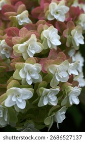 oak leaf hydrangea, hydrangea quercifolia, oakleaf hydrangea, copy space, quercifolia, petals, petal, blooming, closeup, beauty, plant, flora, beautiful, bloom, garden, floral, blossom, green, nature,