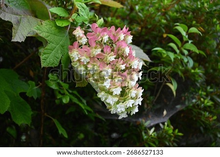 oak leaf hydrangea, hydrangea quercifolia, oakleaf hydrangea, copy space, quercifolia, petals, petal, blooming, closeup, beauty, plant, flora, beautiful, bloom, garden, floral, blossom, green, nature,