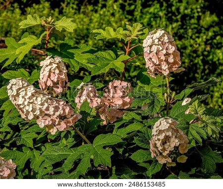 An Oak Leaf Hydrangea shrub with multiple pink and white flower heads and lush foliage. About one month after the creamy white flowers of the Oak Leaf Hydrangea bloom, they begin to turn pink.
